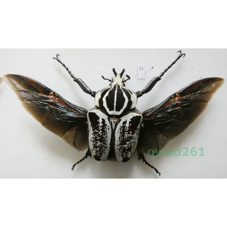 Goliathus goliahus albatus (Kraatz, 1897) male Cameroon 85mm11